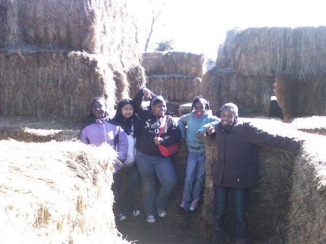 haymaze.jpg