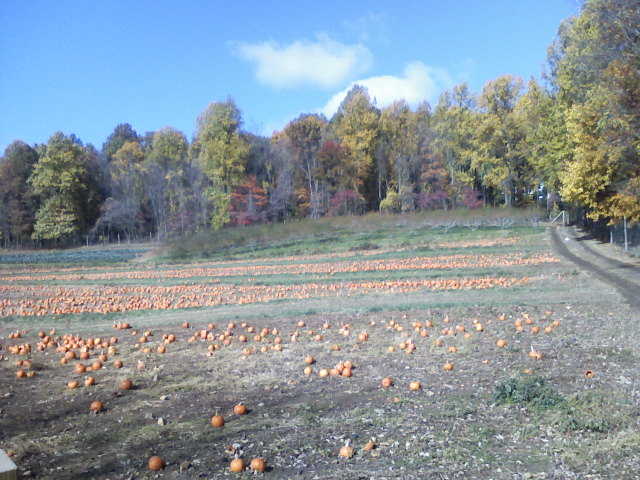 thepumpkinpatch2.jpg